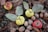 A collection of ripe apples, quinces with leaves still attached, and walnuts lies on a bed of dry, brown leaves.