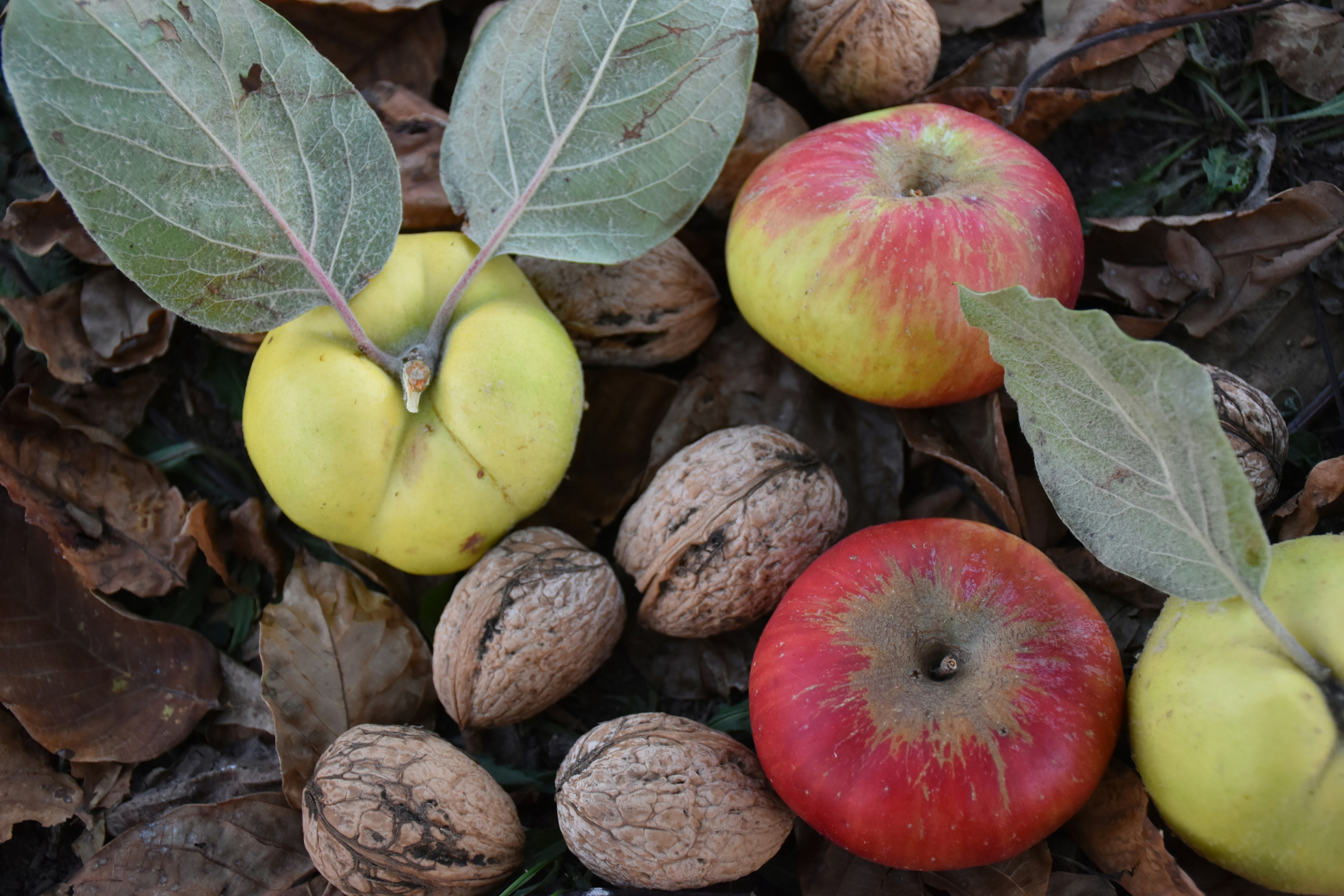Premium Kashmiri Walnuts Delight