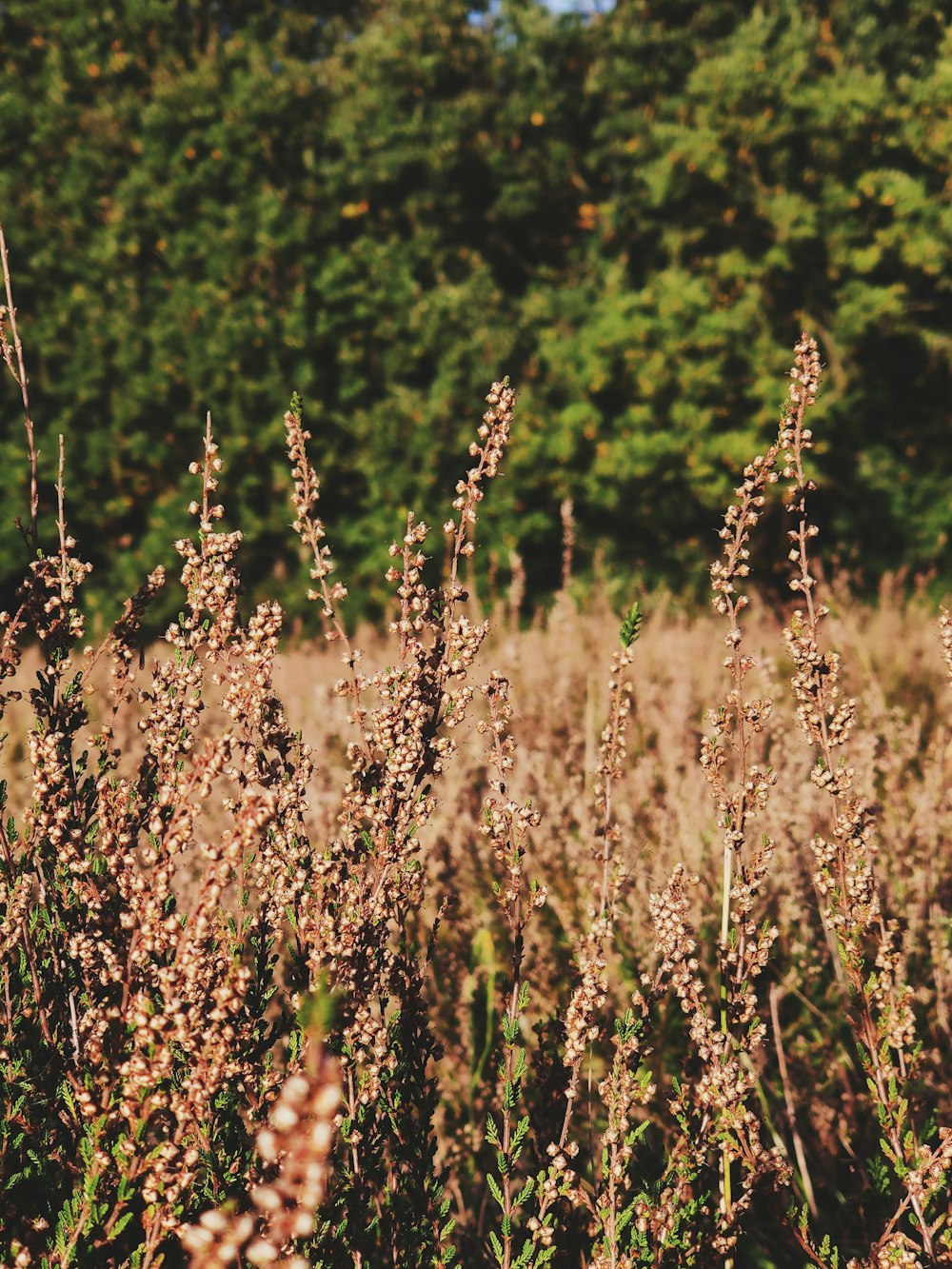 brown grass