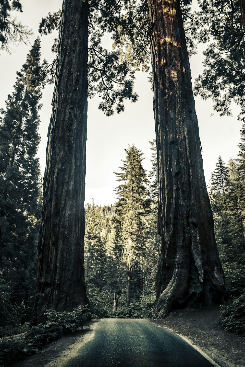 concrete street in between of tall trees