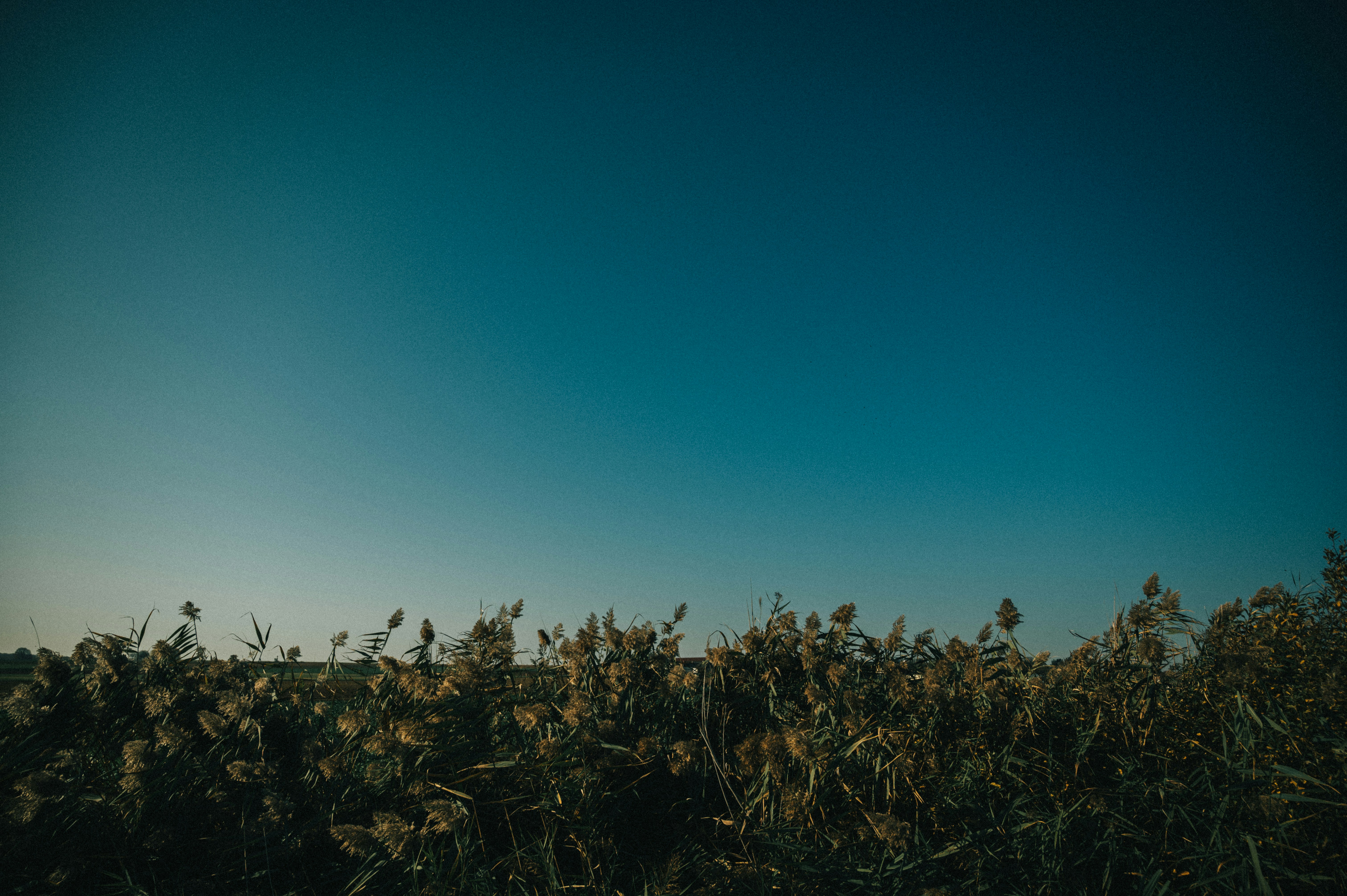 pianta a foglia verde