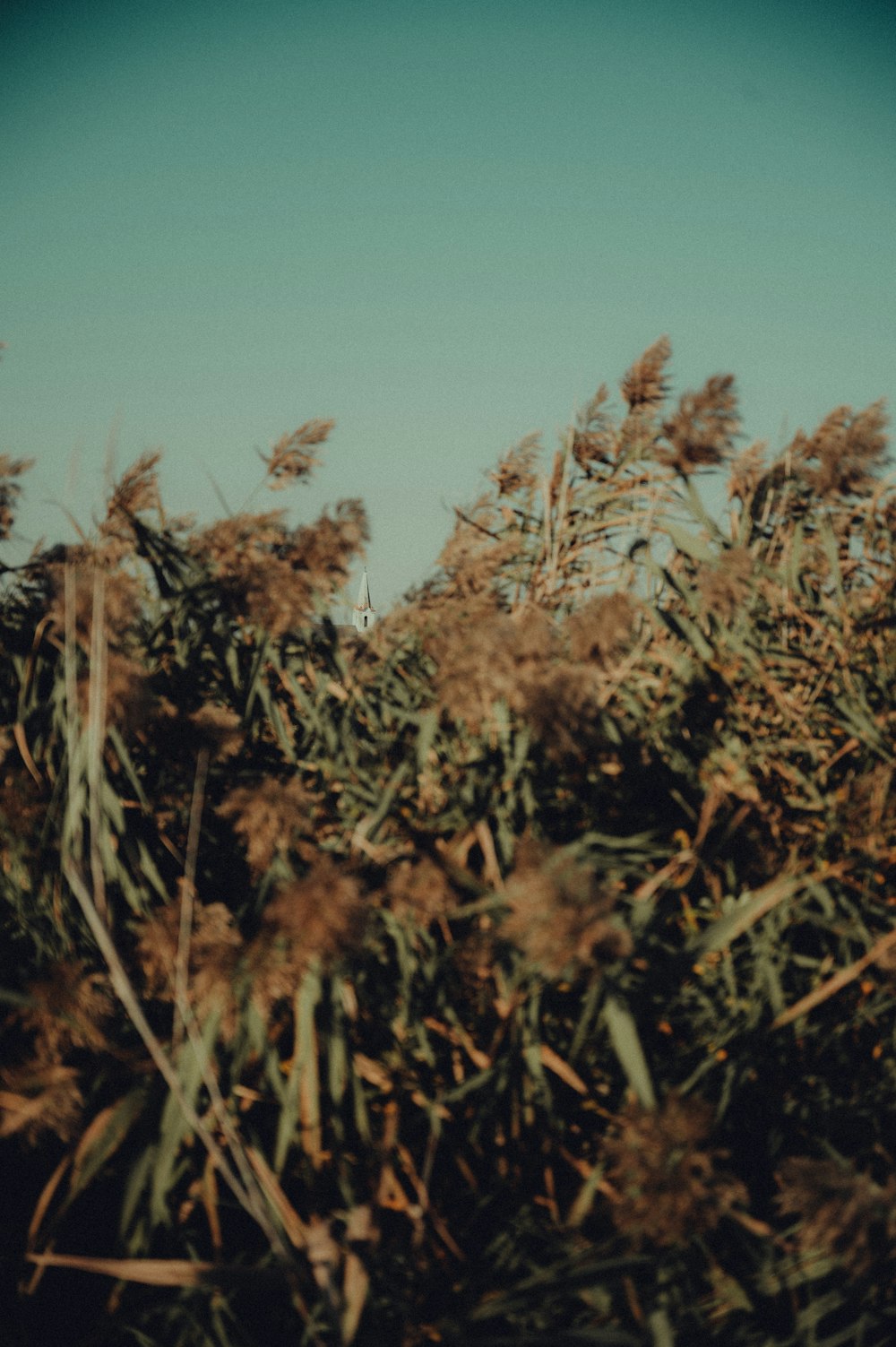 green-leafed plant