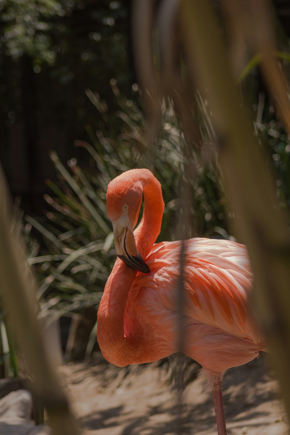 pink Flamingo standing