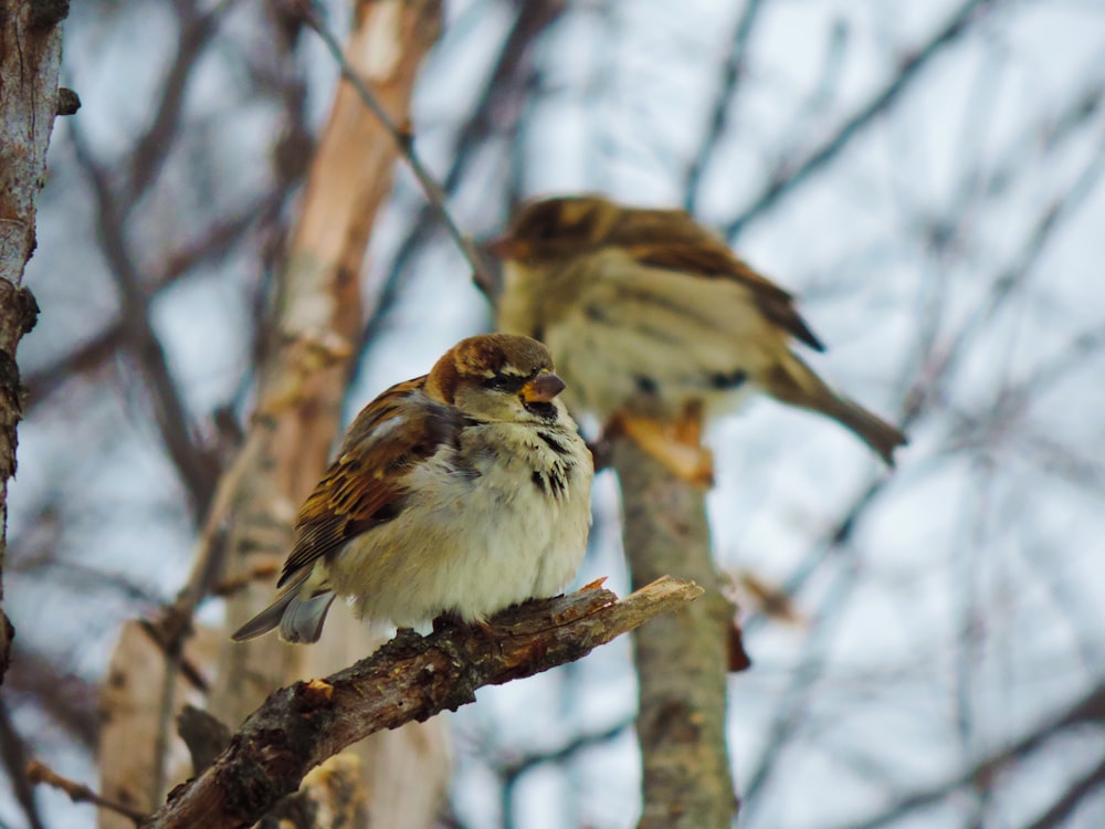 selective focus photography of brown bird perching on a branch