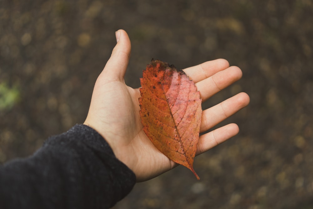 brown leaf in palm