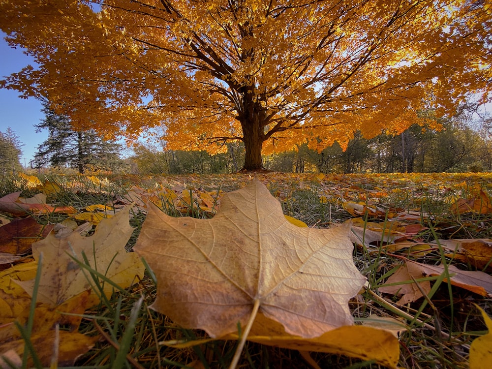 brown leaves on grass field