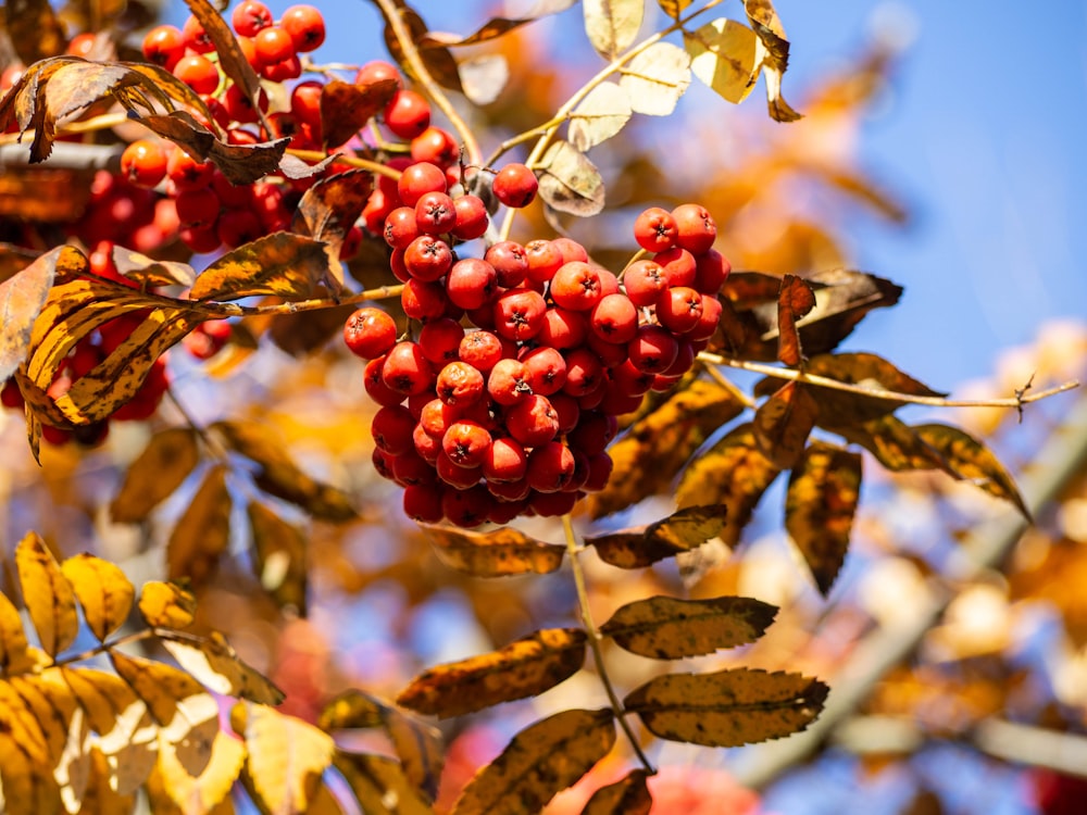 round red grapes