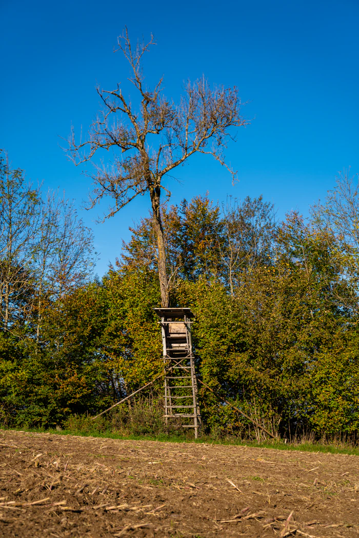 Wooden deer stand among trees