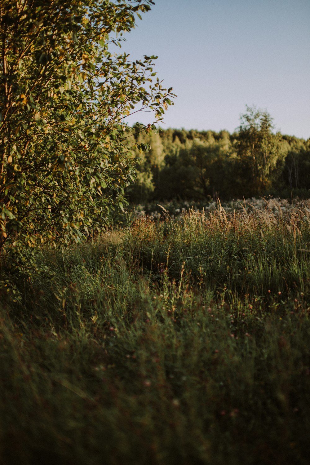 green trees during daytime