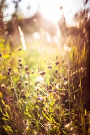 A sunlit field filled with wildflowers and tall grasses, bathed in warm, soft light that creates a dreamy atmosphere. The sunlight creates a gentle bokeh effect, blurring the background and highlighting the vibrant colors of the plants in the foreground.