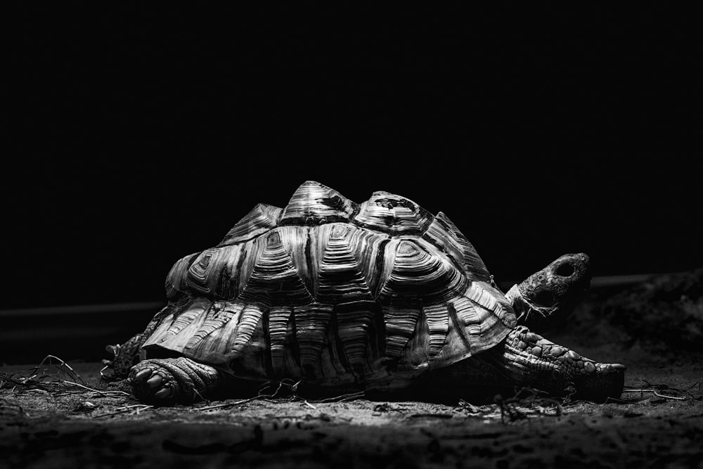 Fotografía en escala de grises de tortuga