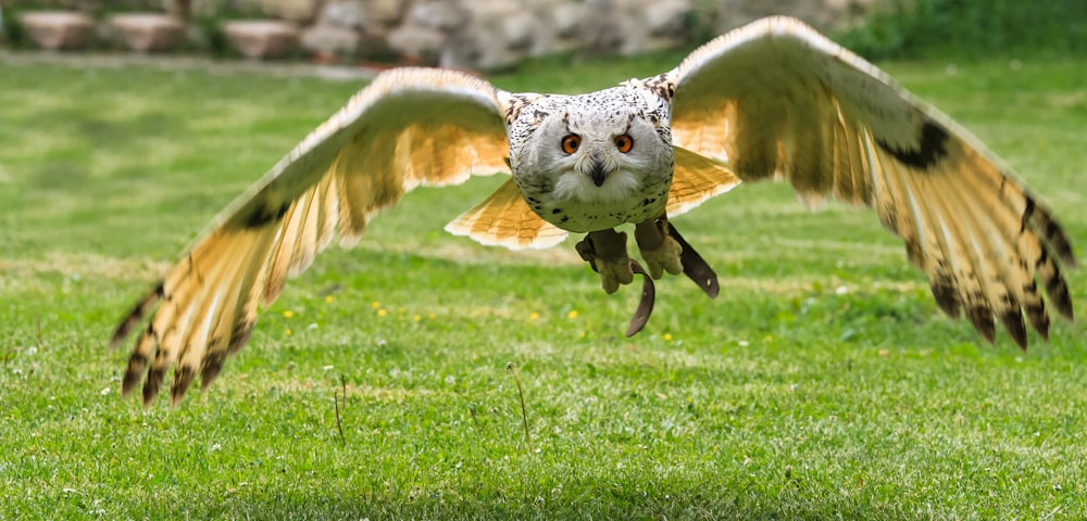 soaring owl