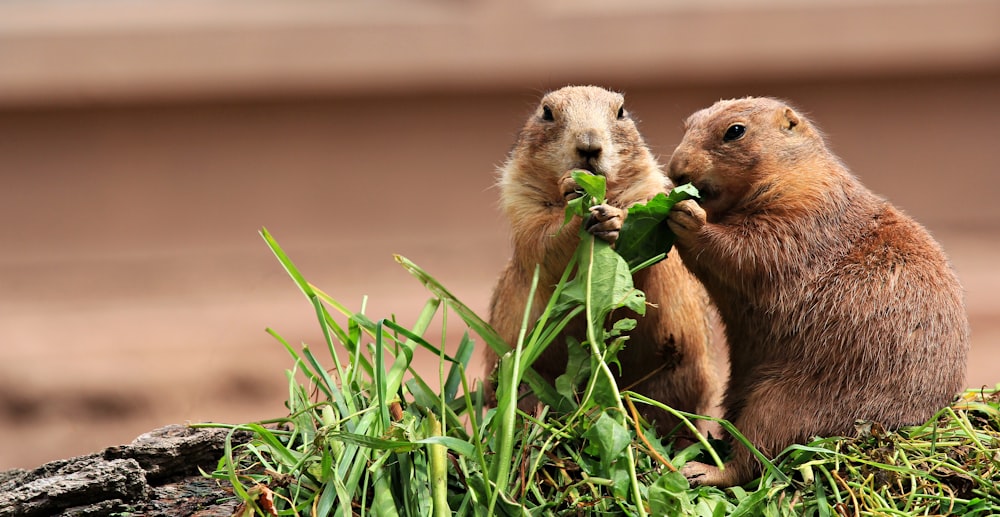 two brown squirrels