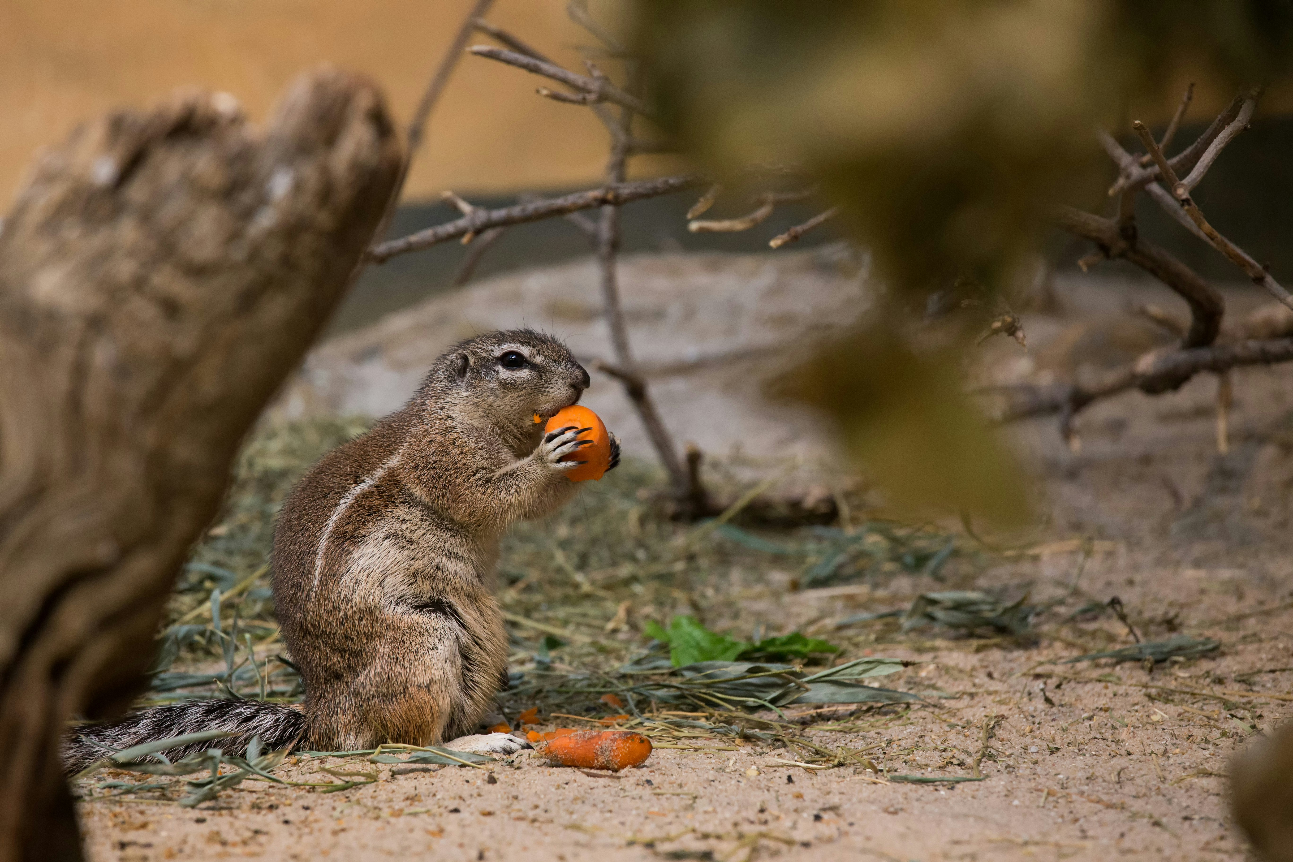 one cutes sitting chipmunk eating a carrot