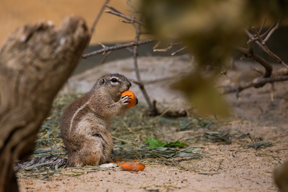 brown squirrel