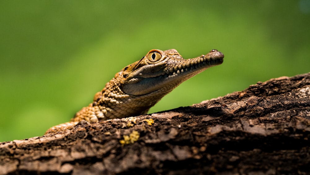 brown lizard