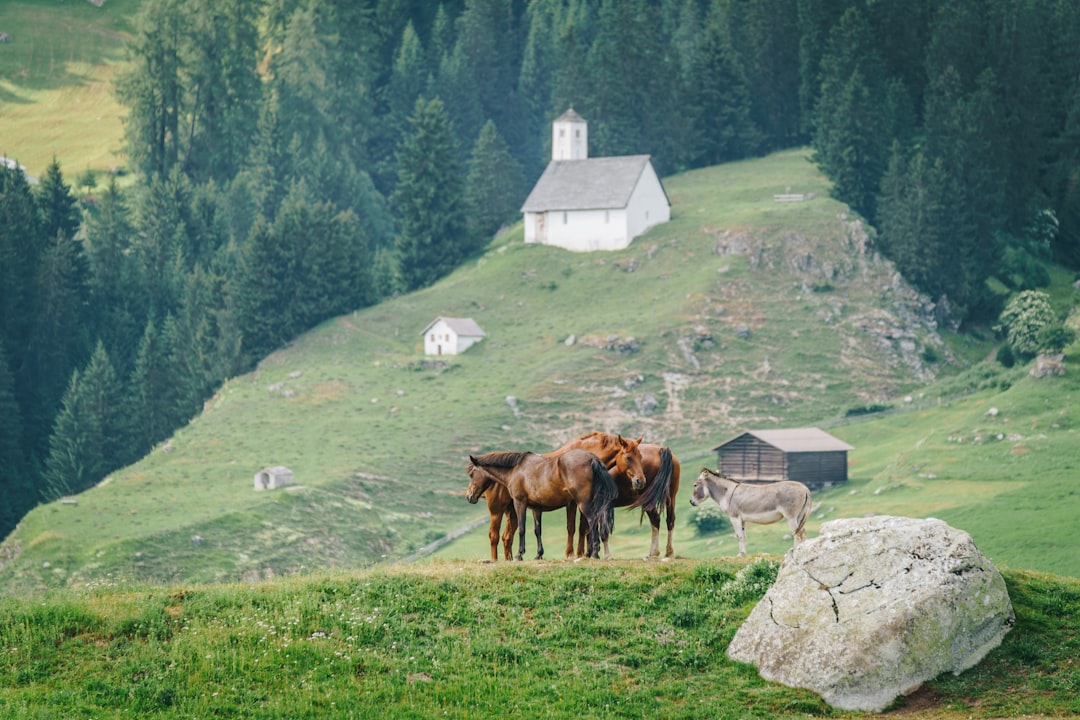 two brown horses