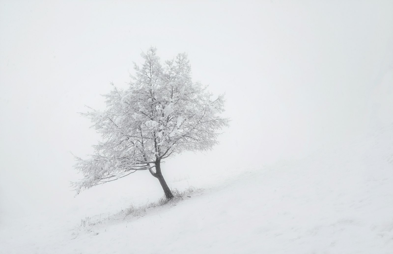 Nikon AF-S Nikkor 14-24mm F2.8G ED sample photo. Photo of white trees photography
