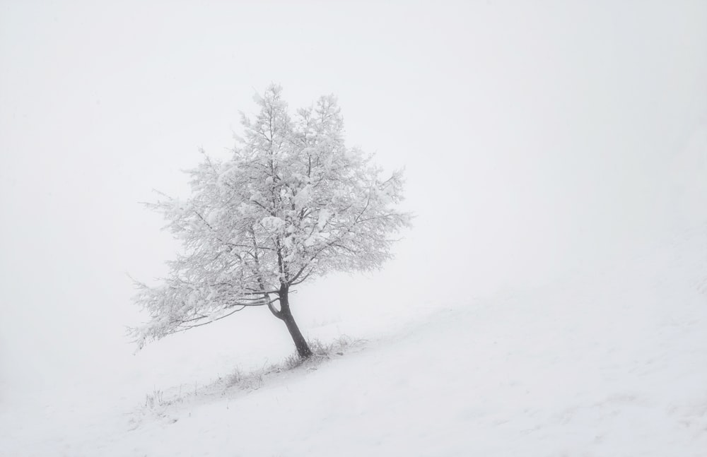 photo of white trees