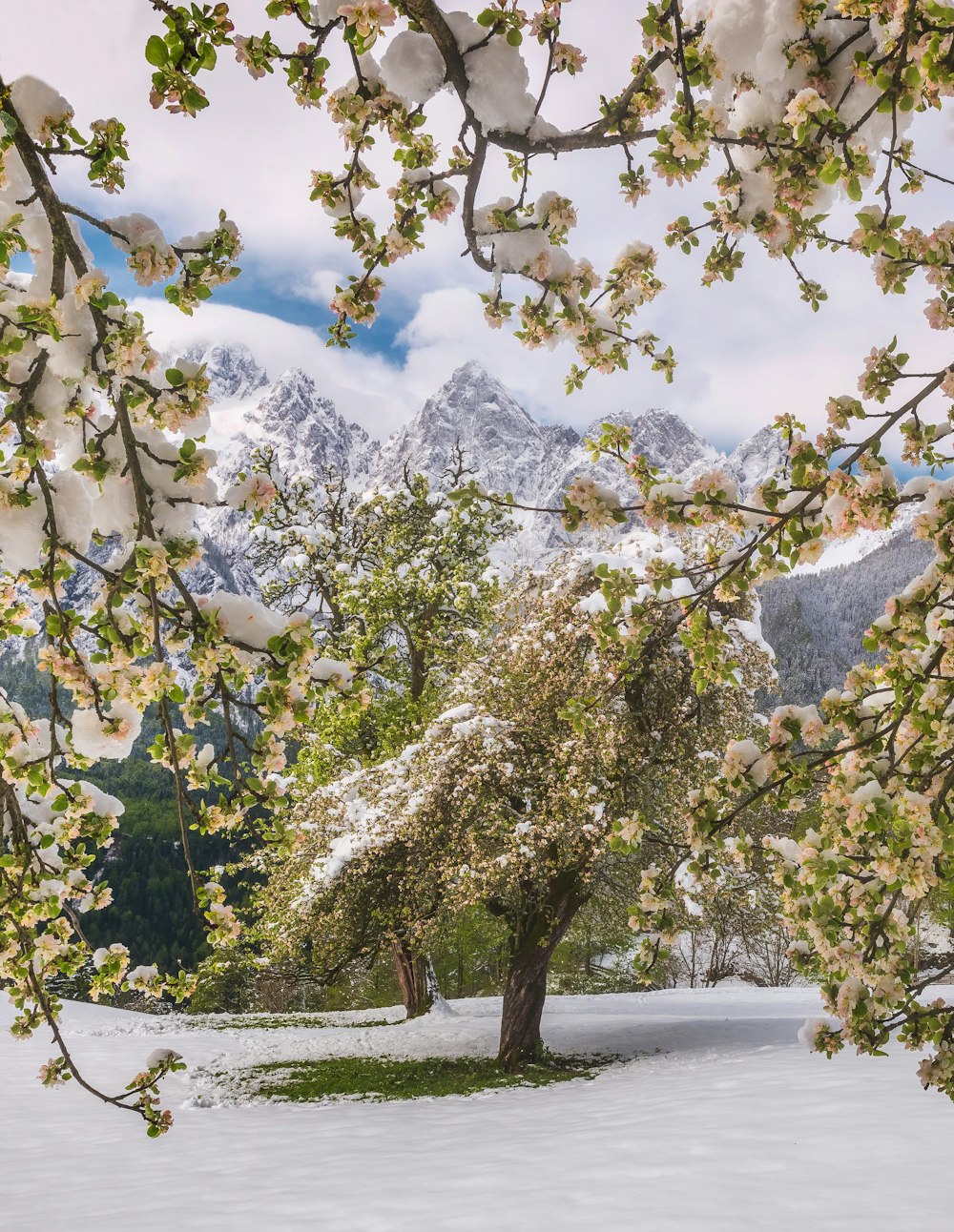 green-leafed trees with snow