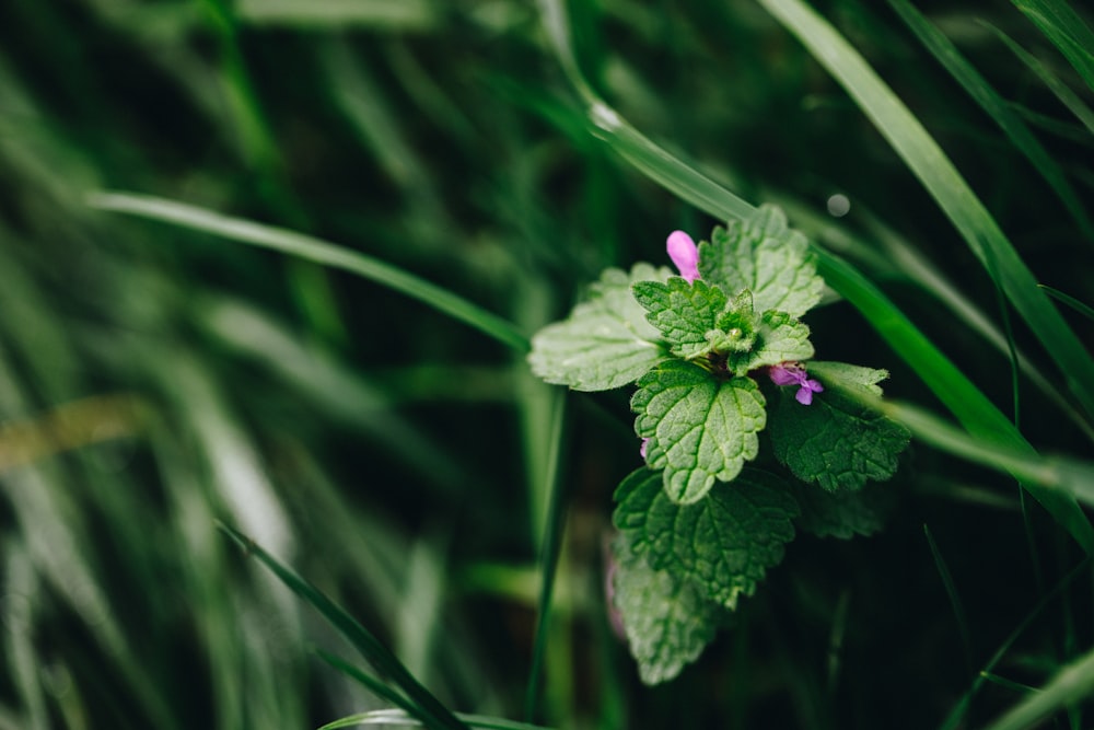 a close up of a green plant with pink flowers