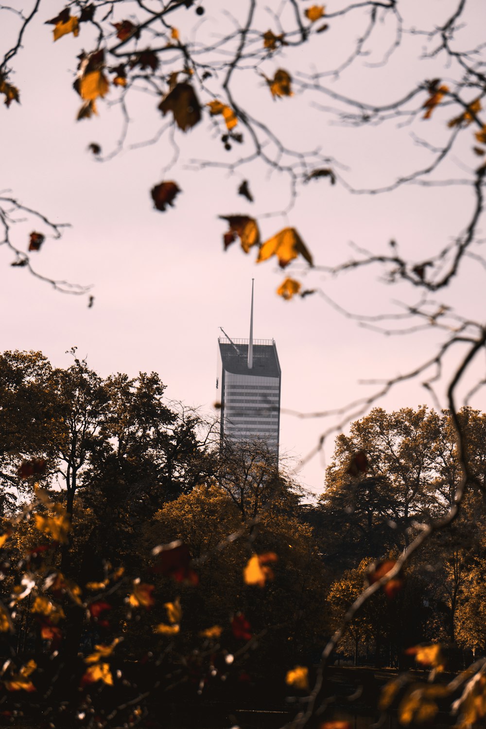 gray concrete high-rise building behind green trees