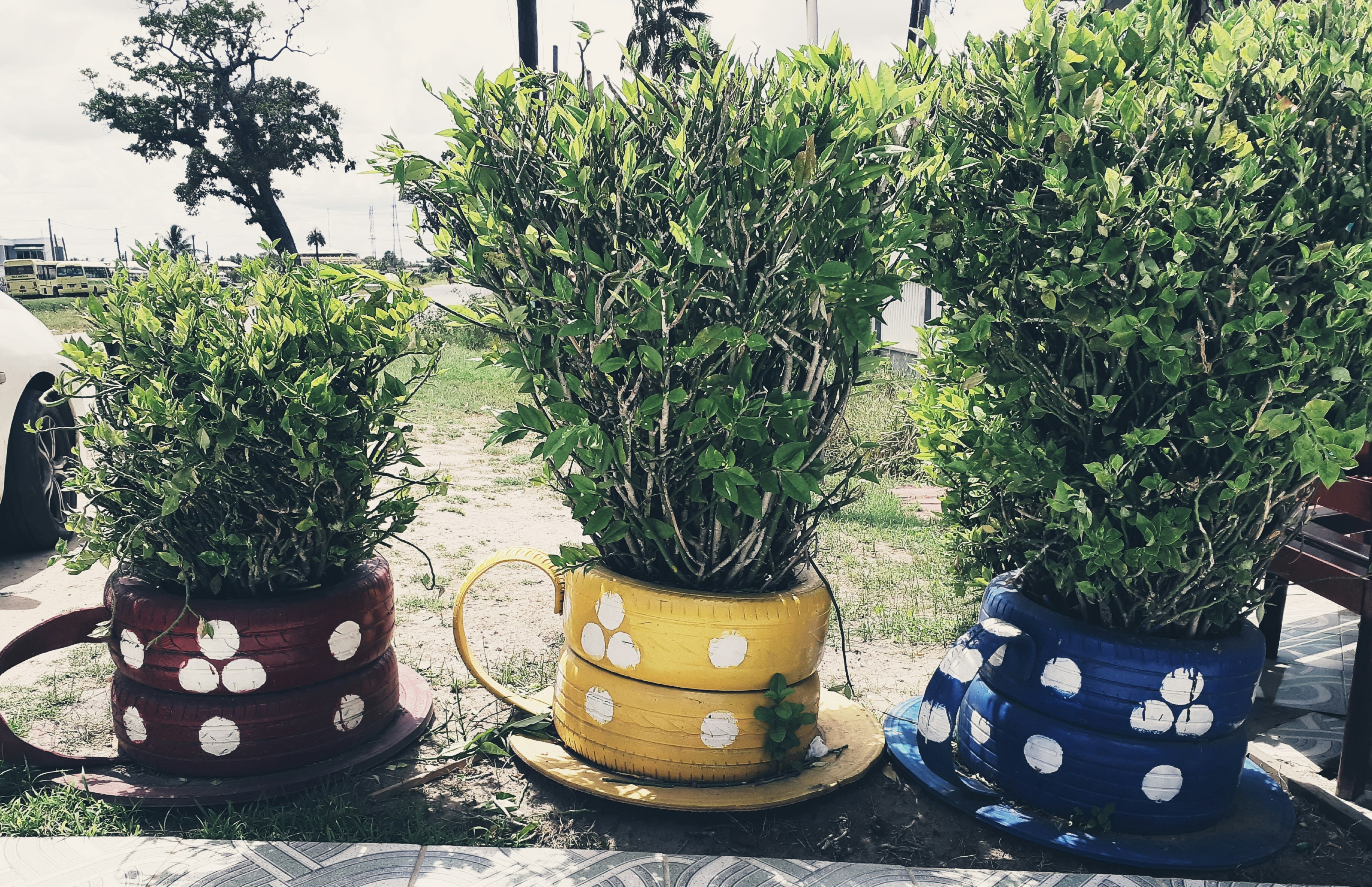 Plantas Naturais em Vasos Criativos: Decore com Estilo e Sustentabilidade