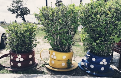 Three large plants are placed in creatively painted pots that resemble oversized teacups. The pots are designed with tires and painted in red, yellow, and blue, each adorned with white polka dots. The arrangement is set in an outdoor area with grass and a tree visible in the background.