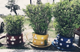 Three large plants are placed in creatively painted pots that resemble oversized teacups. The pots are designed with tires and painted in red, yellow, and blue, each adorned with white polka dots. The arrangement is set in an outdoor area with grass and a tree visible in the background.