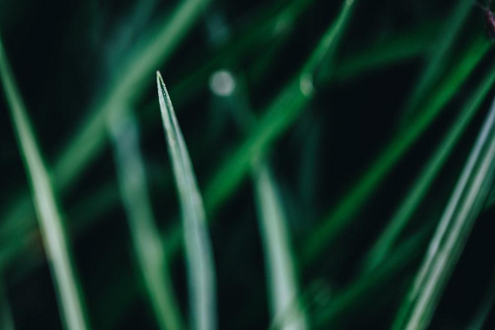 selective focus photography of green grass