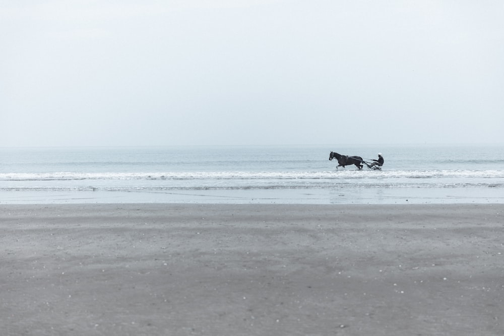 horse running in water