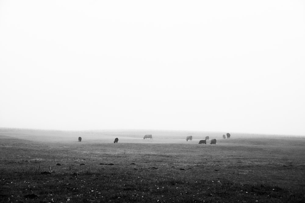 grayscale photo of animals at a field