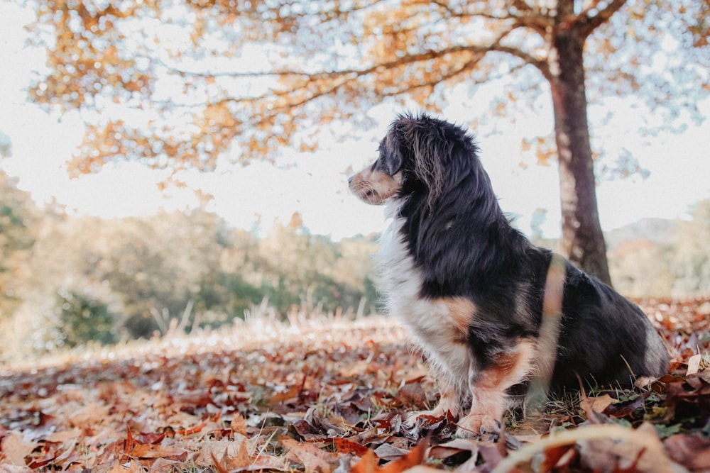 white and black dog on ground with dried leaves