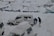 A snow-covered landscape with several vehicles partially buried under snow. Two individuals are working to clear snow from a white jeep labeled 'HIMALAYAN MOTOR SPORT'. Tents with snow-covered roofs are scattered in the background.
