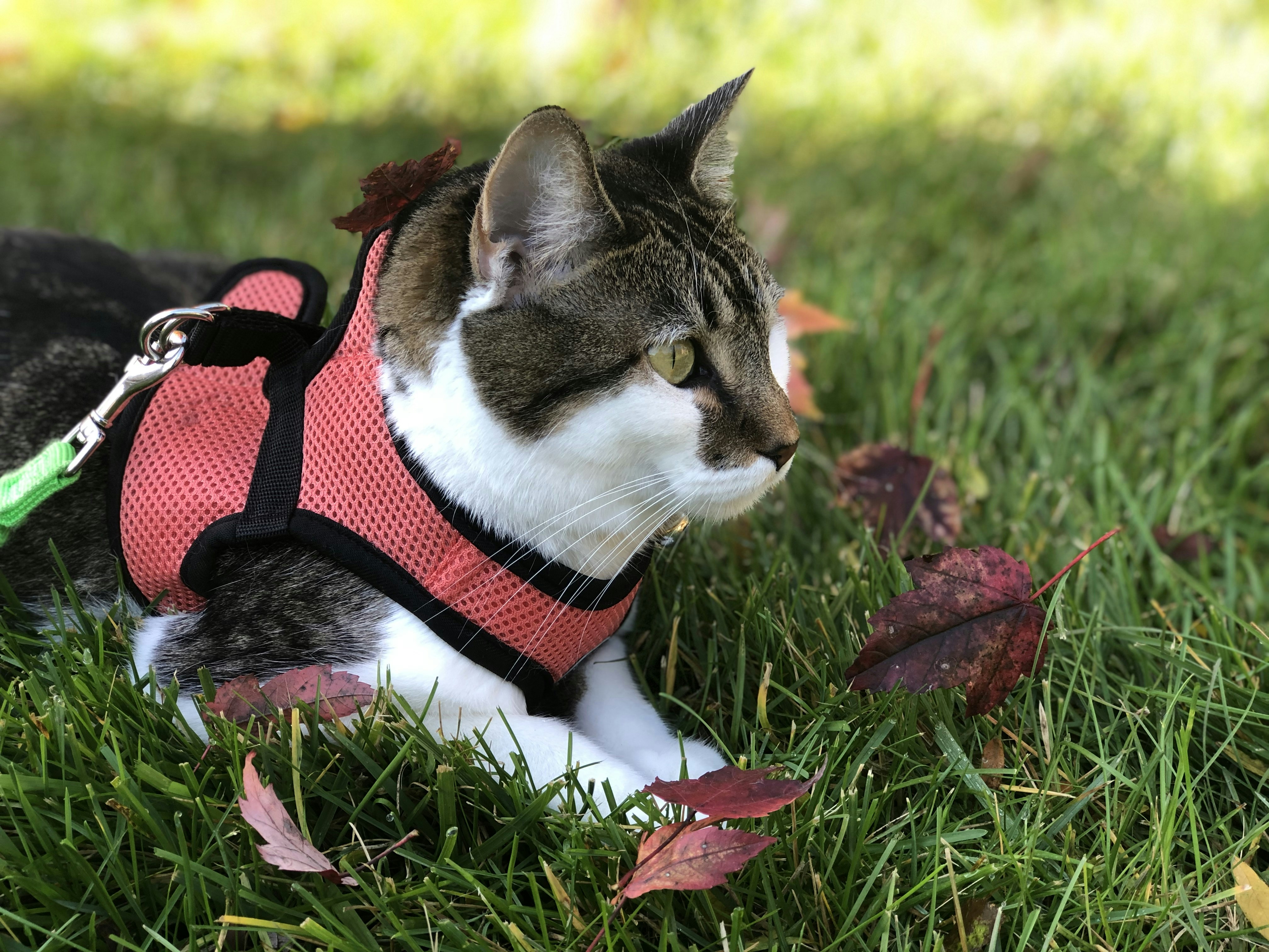 The Best Cat Harnesses