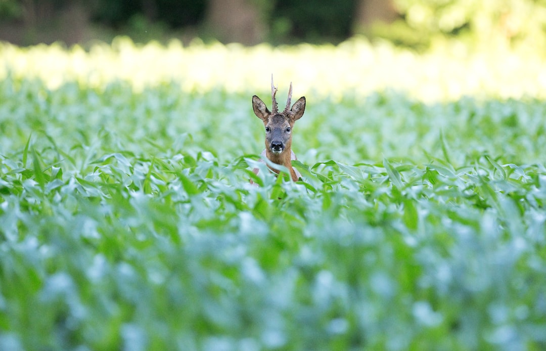 green deer in a green field