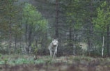 white wolf between trees