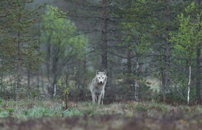 white wolf between trees