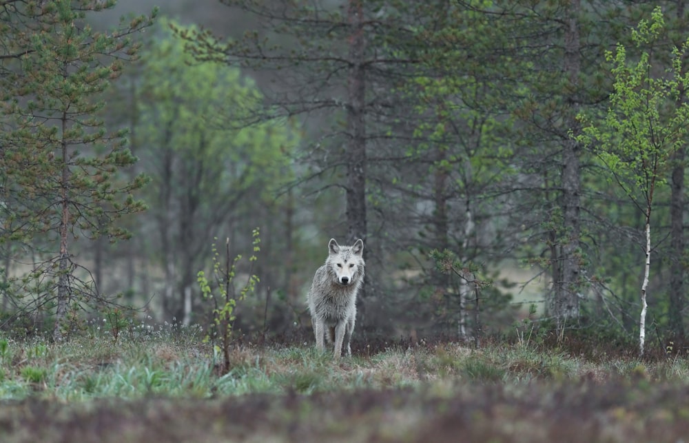 weißer Wolf zwischen Bäumen