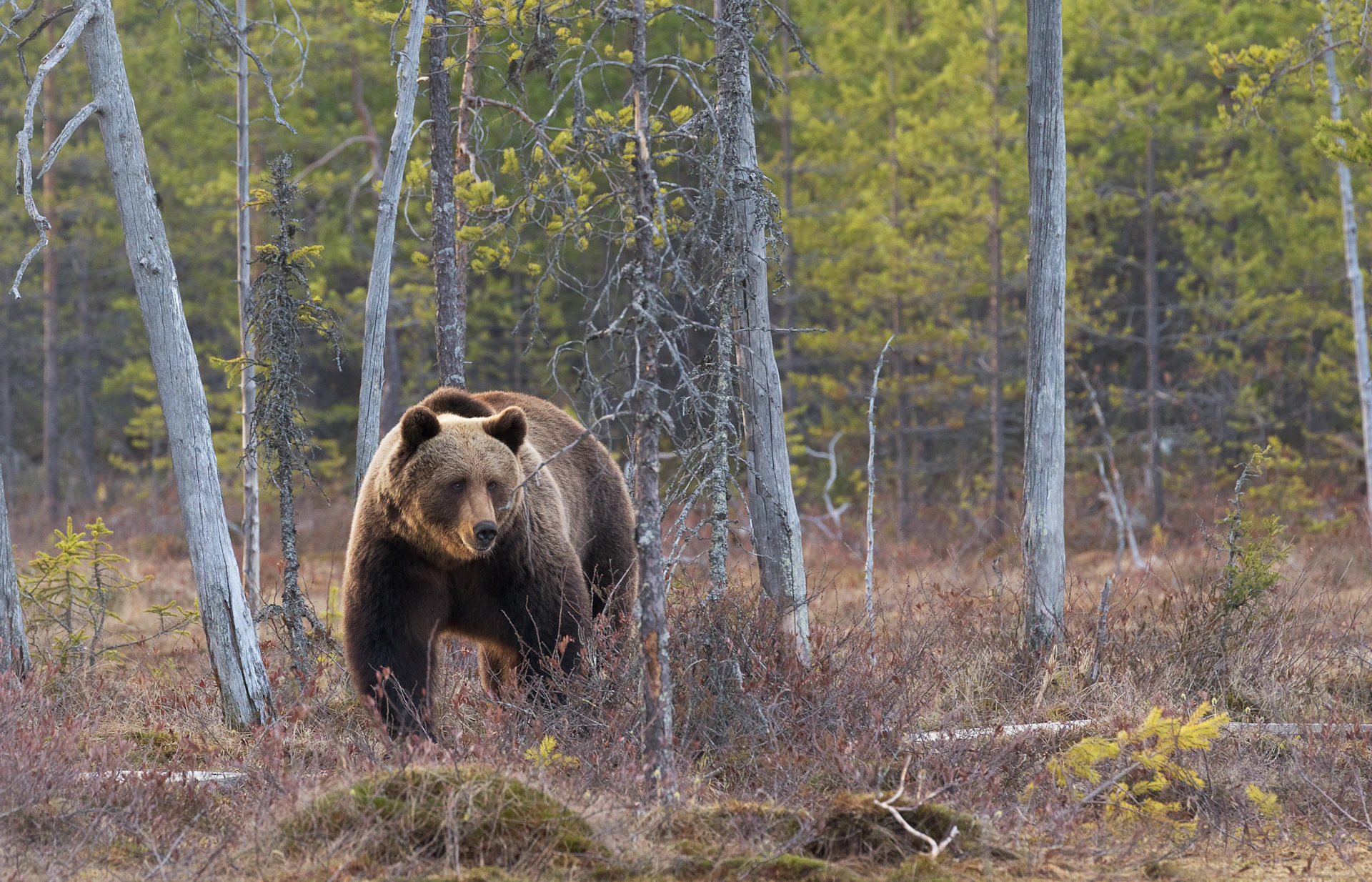 grizzly bear between trees
