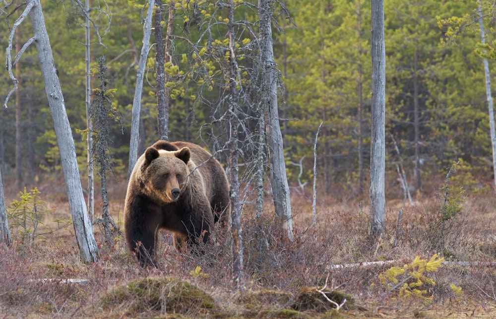 grizzly bear between trees