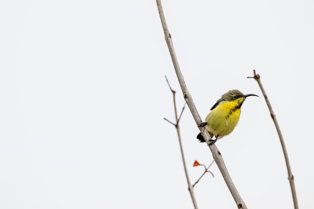 yellow and gray bird on branch