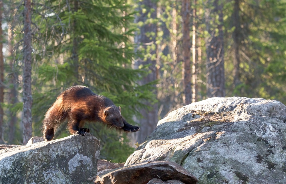 shallow focus photo of brown animal