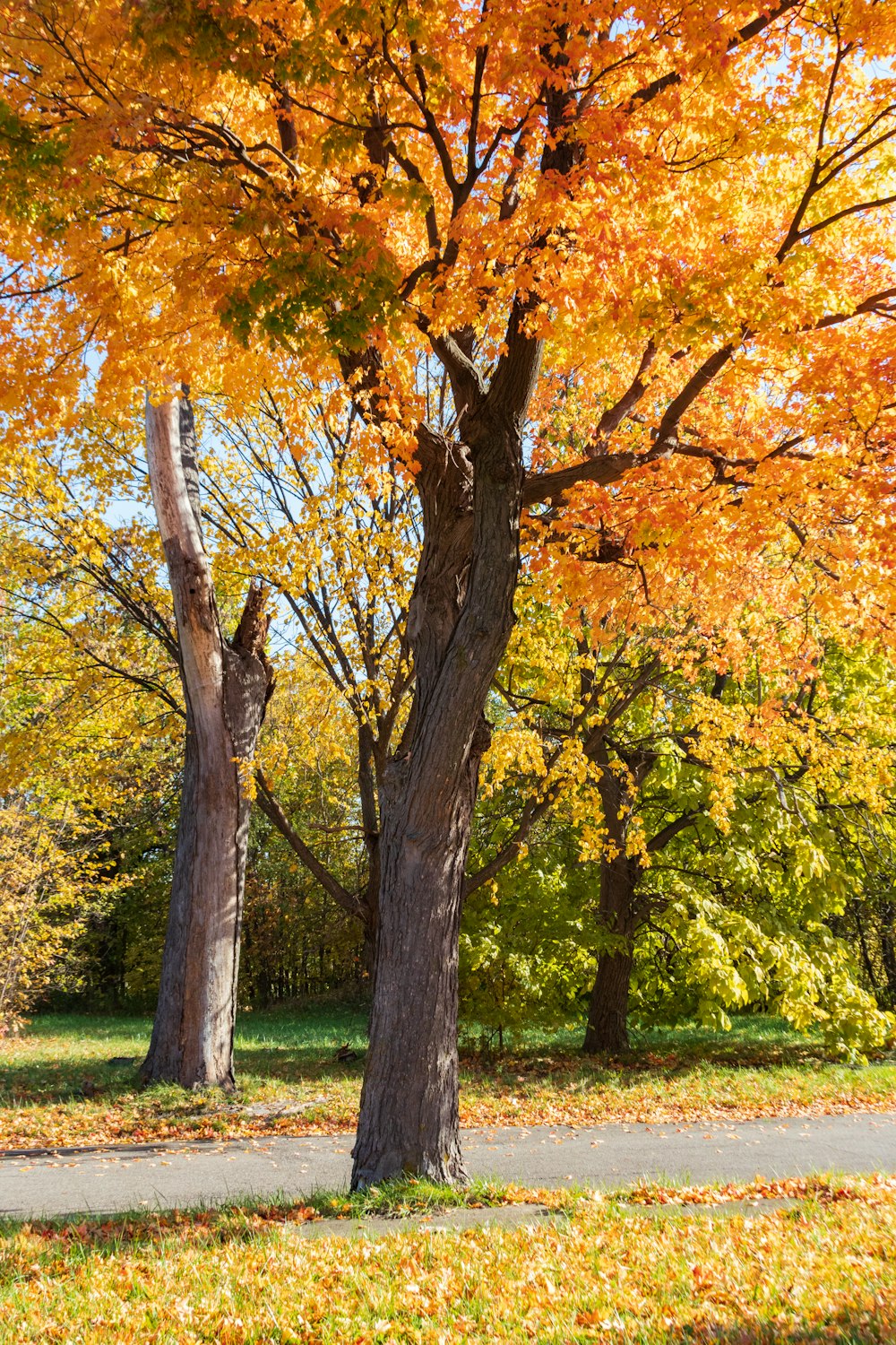 shallow focus photo of orange trees during daytime