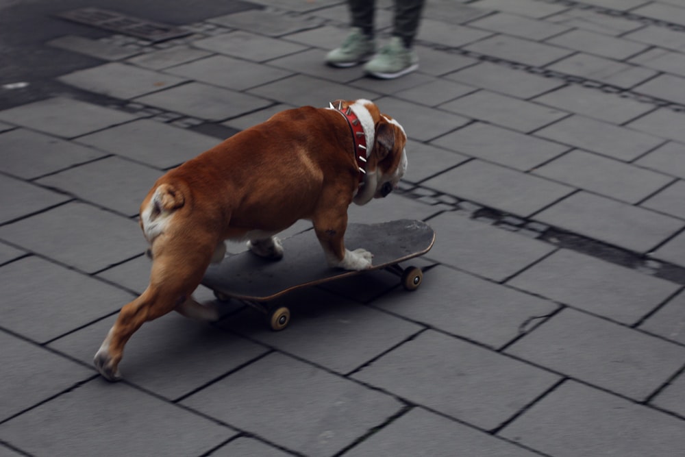 adult brown bull dog riding a skateboard