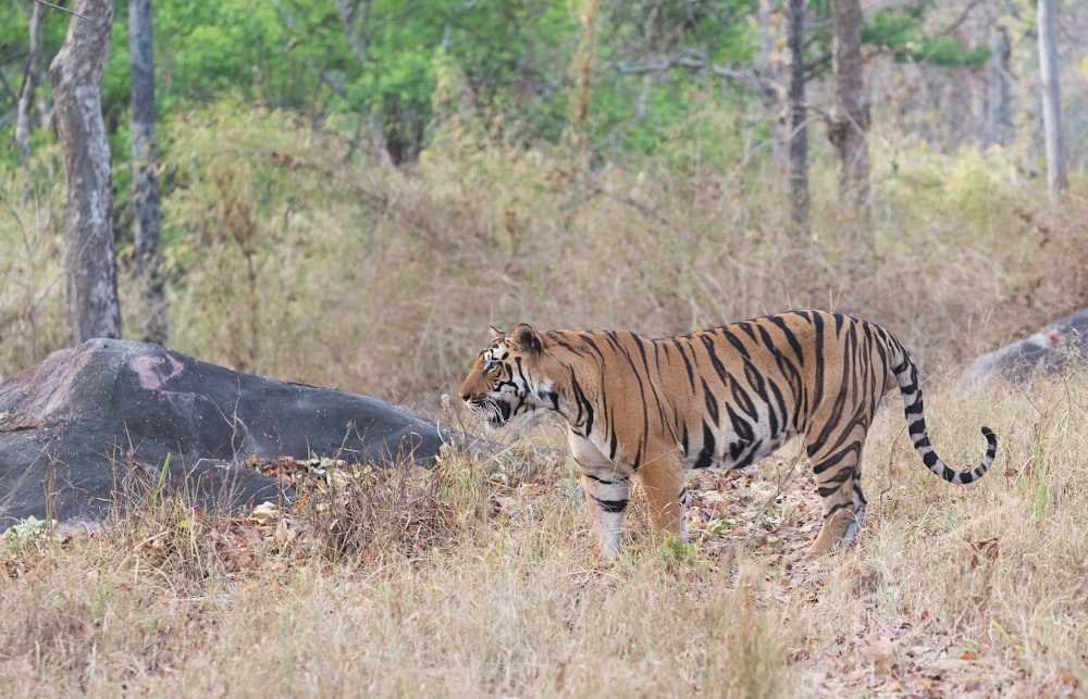 tiger on grassy field near boulder