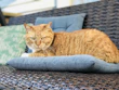 A stylish cat lounging on a soft cushion, dressed in a vibrant handmade outfit.
