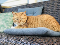 A stylish cat lounging on a soft cushion, dressed in a vibrant handmade outfit.