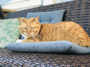 A playful cat dressed in a vibrant, cozy knitted vest lounging on a bright cushion.