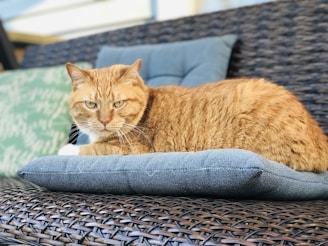 A playful hand-drawn cat lounging on a vibrant cushion.
